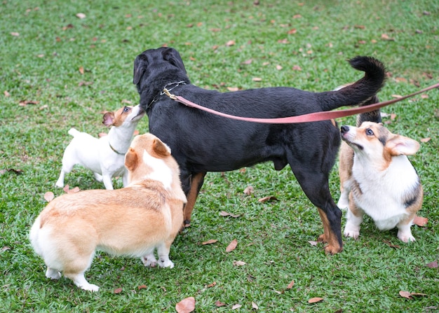 野原で遊ぶ犬のグループ 犬の社会的概念