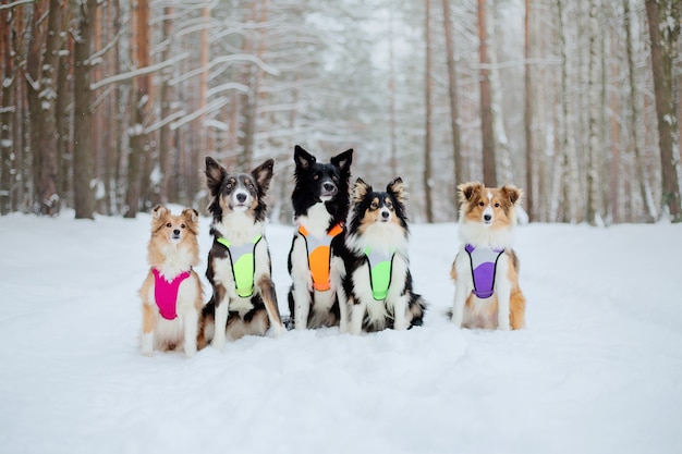 雪の中の犬のグループ