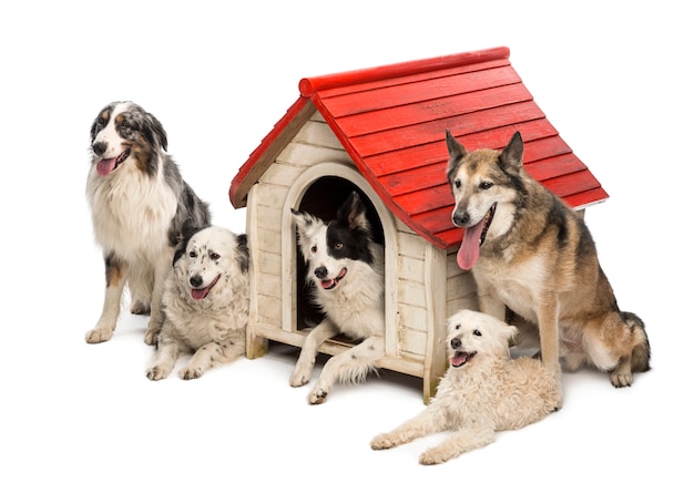 Group of dogs in and surrounding a kennel against white background