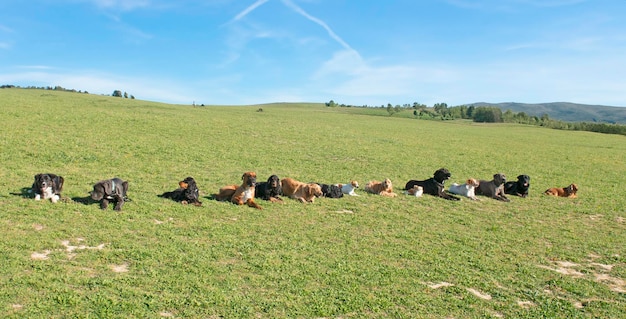 犬のグループ