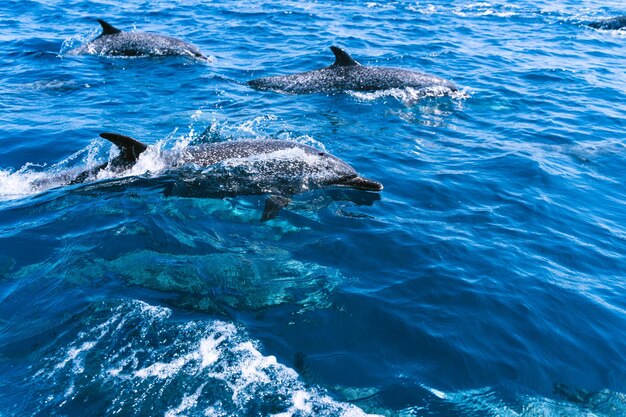 海の真ん中で泳ぐイルカの群れ