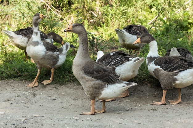 Photo group of domestic ducks in nature with wings  stretched