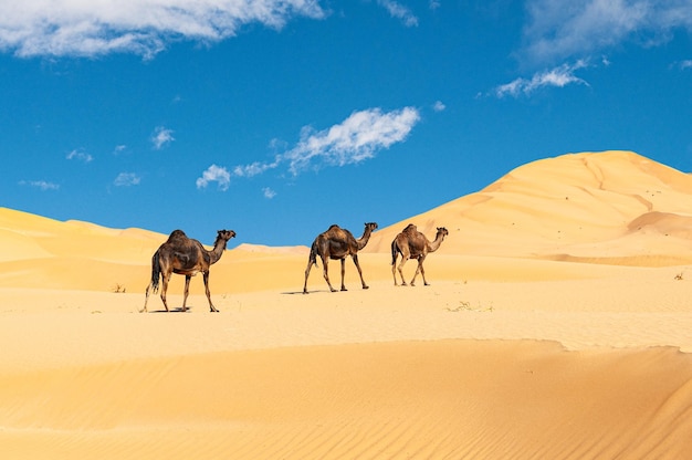 Group of dromedaries in the Omani Rub alChali Desert