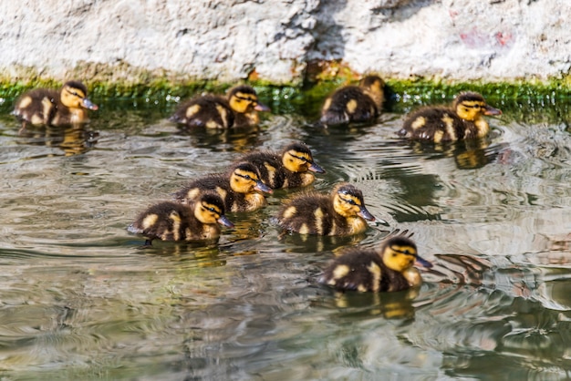 Group of duckling