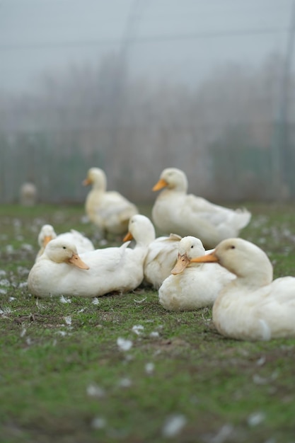 A group of ducks are laying in a field.