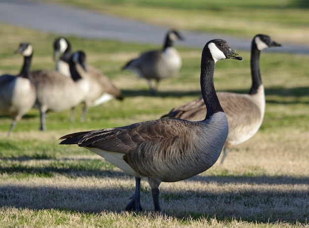 Photo group of ducks on grass