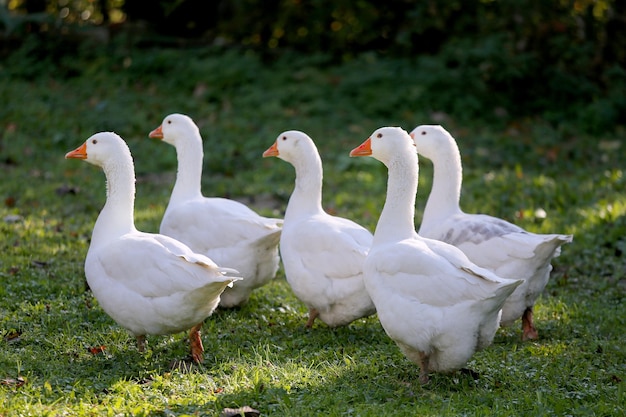 Photo group of ducks on grassy field