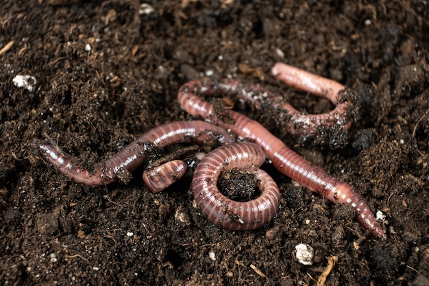 Group of Earthworms Crawling on Moist Soil