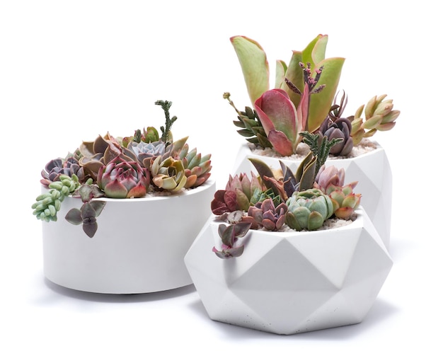 Group of echeveria and pachyveria opalina succulent house plants in a pot