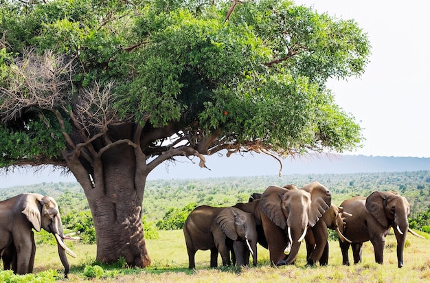 group of elephants under the big green tree in the wilderness