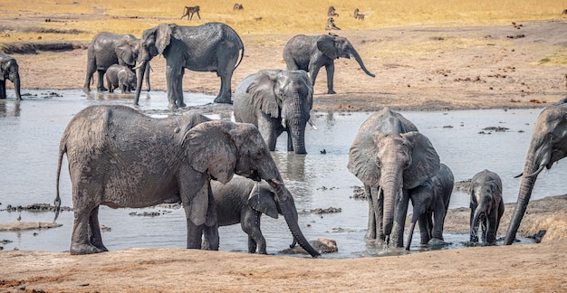 Group of Elephants at the Kruger National Park South Africa