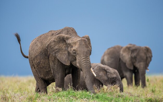 Group of elephants in the savannah