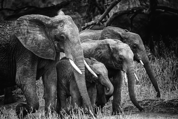 A group of elephants