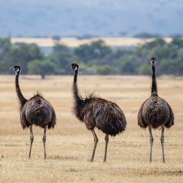 Group of Emu birds in the wild