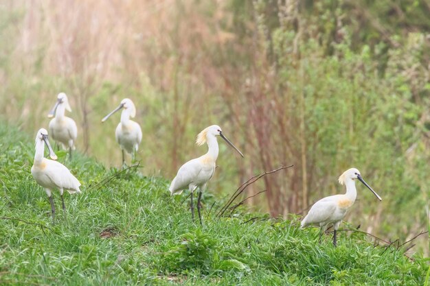 유라시아 저어새의 그룹 (Platalea leucorodia)