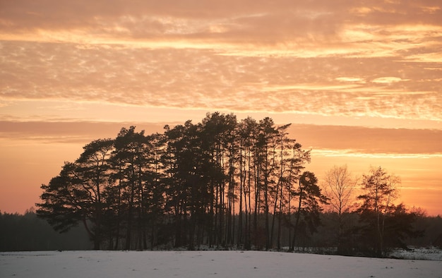 Group of evergreen trees across snowcovered fields Rural landscape at winter