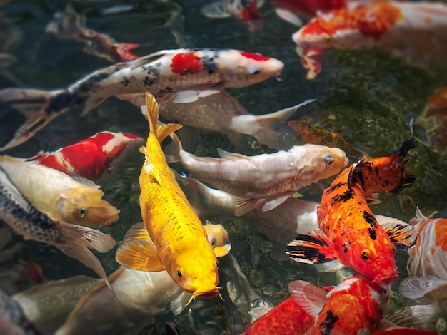 선택적 포커스가 있는 연못에 있는 멋진 잉어 잉어의 그룹