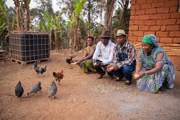 A group of farmers feed the hens with corn kernels taken from the fields African farmers at work