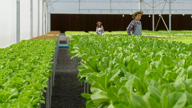 A group of farmers working in hydroponic greenhouse farm, clean food and healthy eating concept