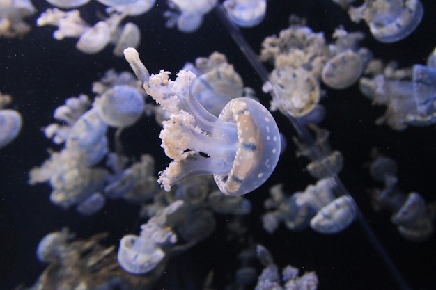 Group fellyfish in water