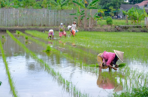 Group of female farmers planting rice in Yogyakarta 1 February 2023