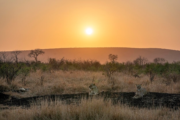 Group of female lions at sunrise in kruger park south africa