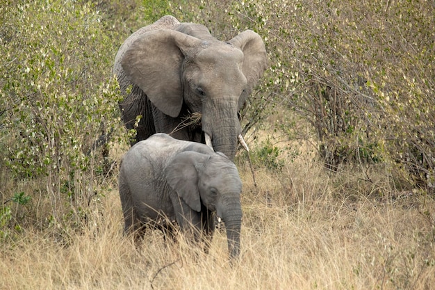 Group of females cubs and young males of African savanna elephant among the grasses in the savanna