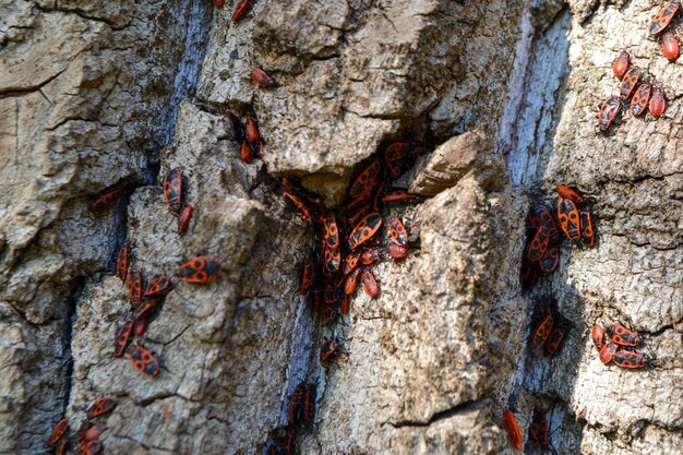 Photo group of firebugs on an oak bark