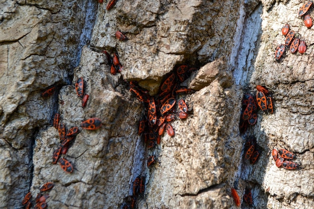 Group of firebugs on an oak bark