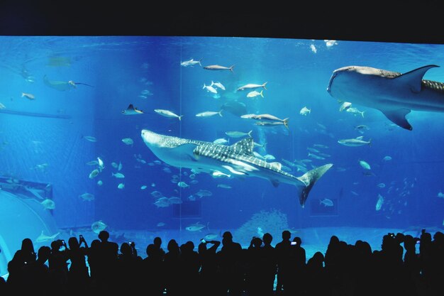 Photo group of fish in aquarium