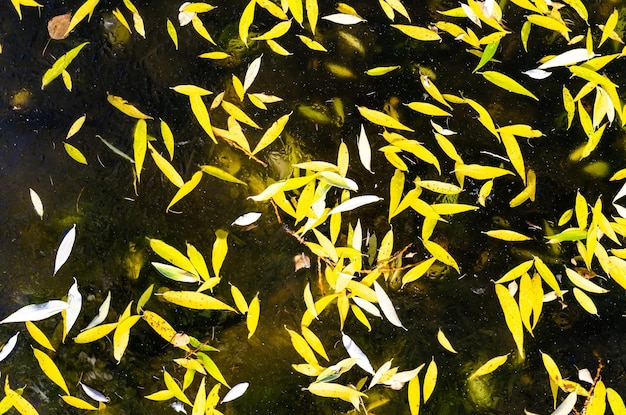 池に浮かぶ魚の群れ