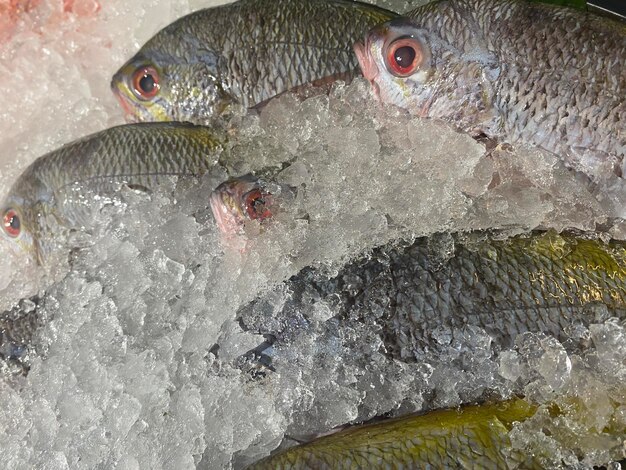 Photo a group of fish on ice with ice