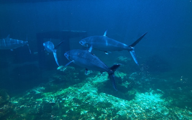 A group of fish in the ocean