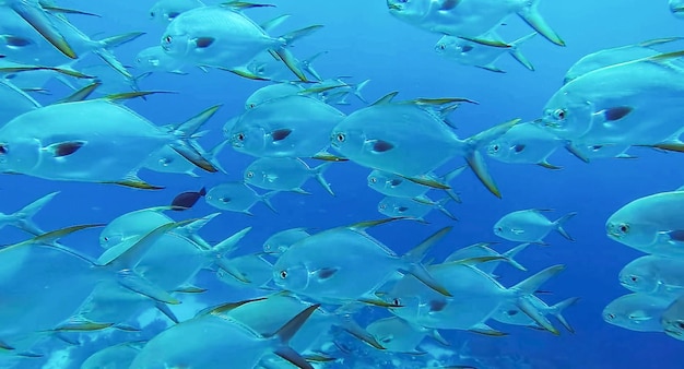 Group of fish or school of fish at the ocean swimming in group on blue background