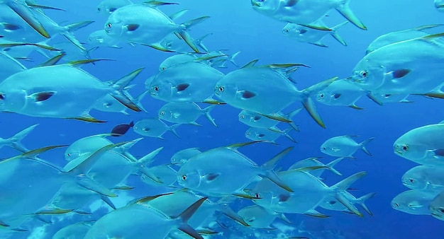 Photo group of fish or school of fish at the ocean swimming in group on blue background