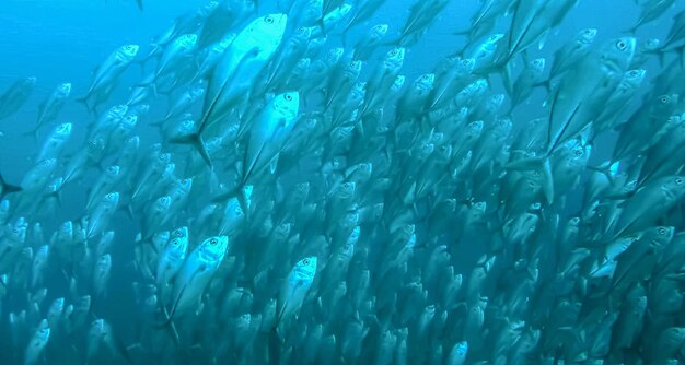 Photo group of fish or school of fish at the ocean swimming in group on blue background