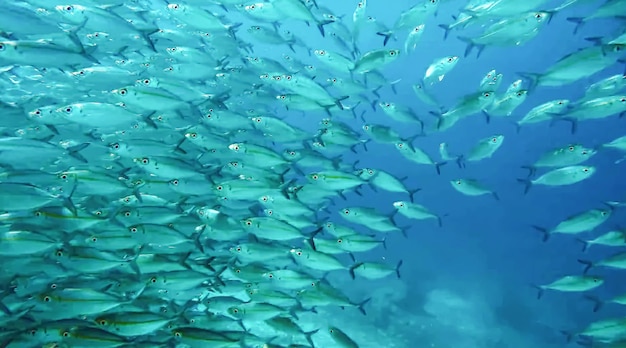 Photo group of fish or school of fish at the ocean swimming in group on blue background