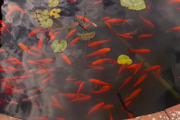 池で泳ぐ魚の群れ