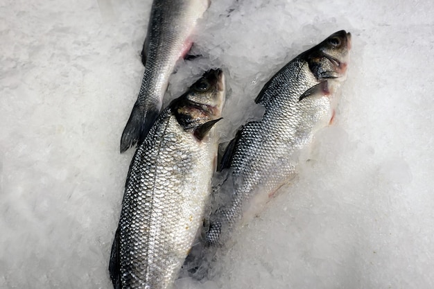 a group of fish that are laying on ice