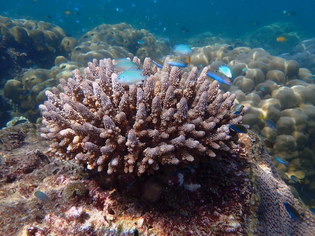 Photo group of fish with corals in sea, underwater landscape with sea life