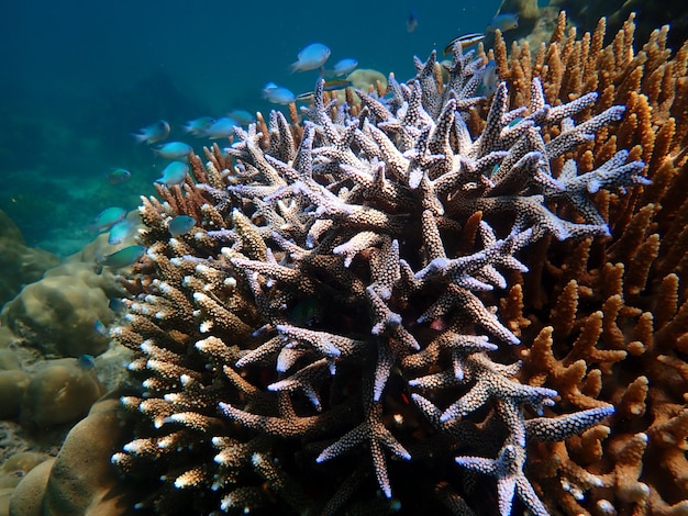 Gruppo di pesci con coralli in mare, paesaggio sottomarino con vita di mare