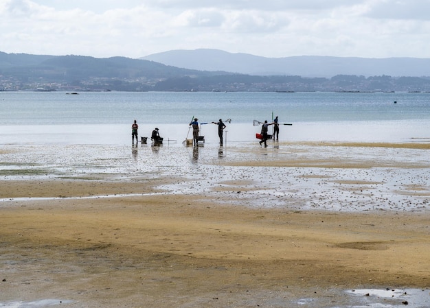 Группа рыбаков в воду пляжа, чтобы собрать моллюсков и мидий с пляжа.