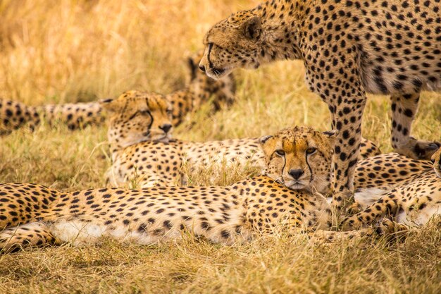 A group of five cheetahs resting in the Masai Mara national park, animals in the wild in the savannah. Kenya