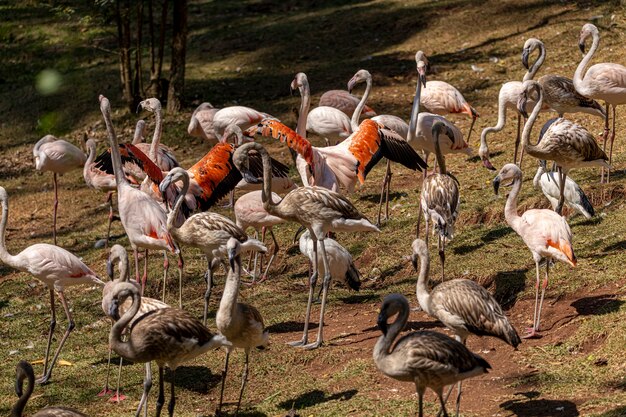 A group of flamingos standing up in a grass.