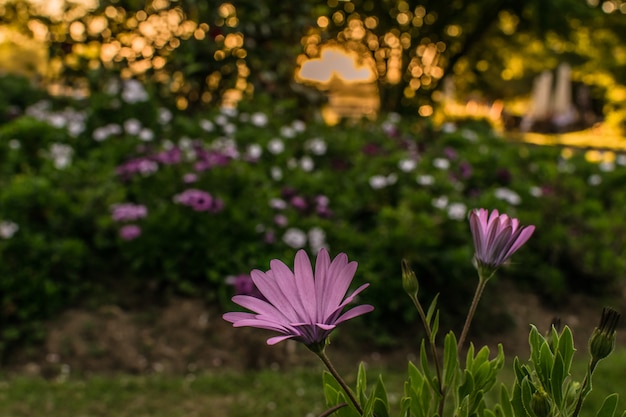 Group of flowers in the park or garden at sunset