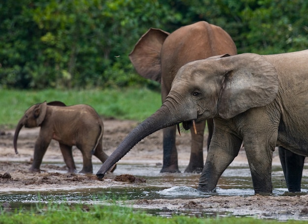 Group of forest elephants in the forest edge. Republic of Congo. Dzanga-Sangha Special Reserve. Central African Republic.