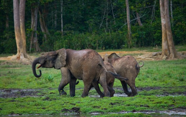 Group of forest elephants in the forest edge 