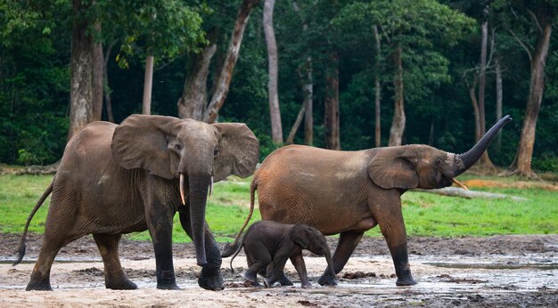 Группа лесных слонов на опушке леса