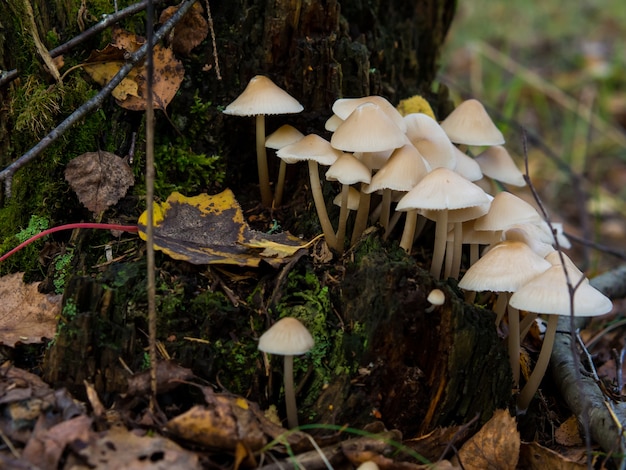 Photo group of forest mushrooms toadstools growing on a tree stump