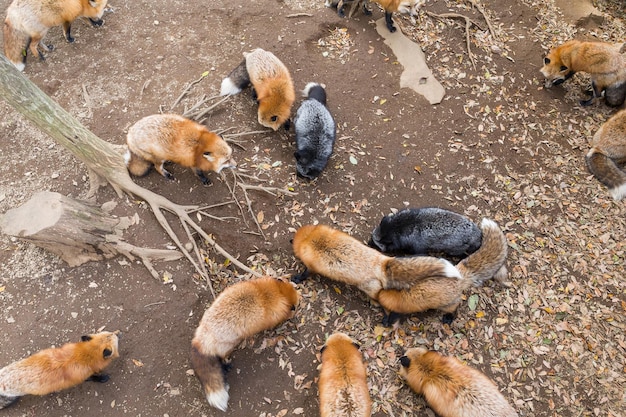 Group of Fox eating food together